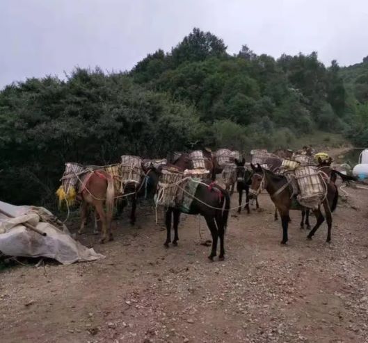 邵阳山区骡子运输队