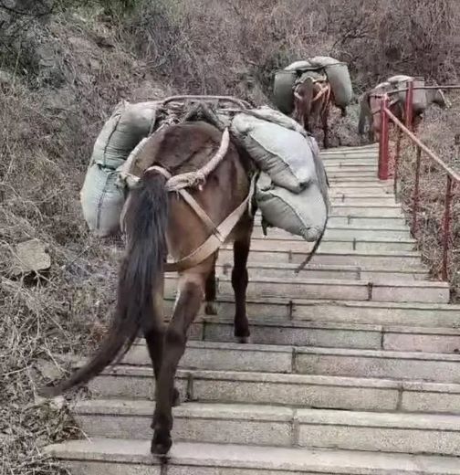邵阳骡马运输