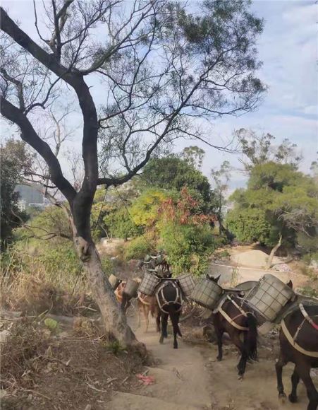 邵阳山区骡子运输队