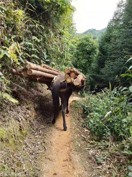 邵阳骡子运输