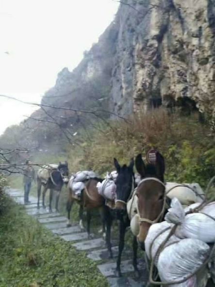 邵阳骡子运输队